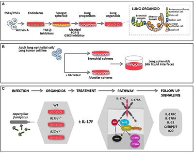 Using Lung Organoids to Investigate Epithelial Barrier Complexity and IL-17 Signaling During Respiratory Infection